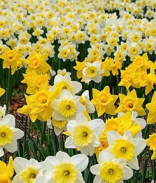 عکس زیبای طبیعت گل