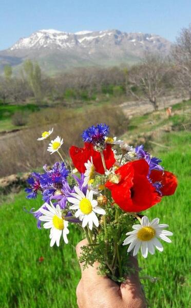 عکس از طبیعت تابستانی