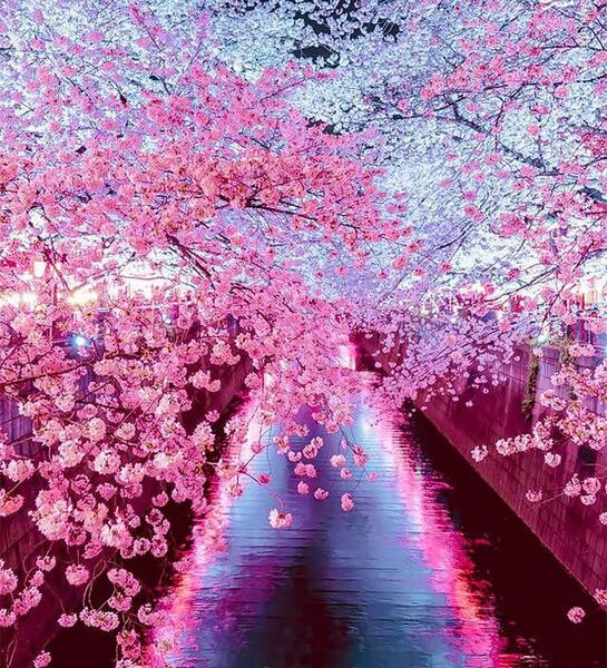 عکس شکوفه های بهاری صورتی