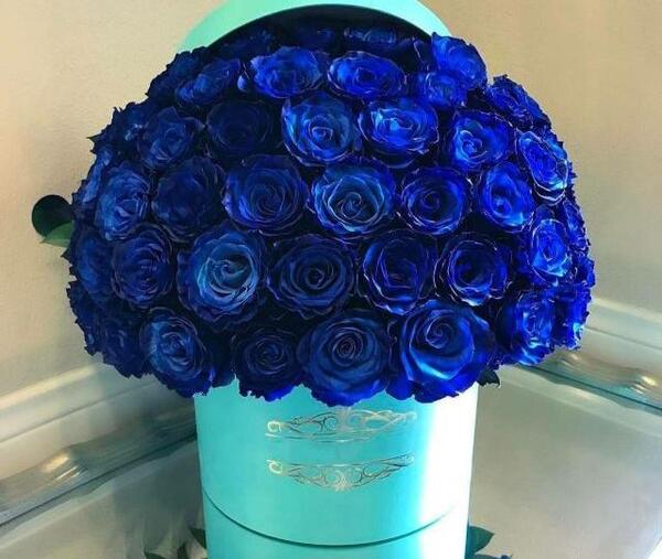 عکس گل ضحی