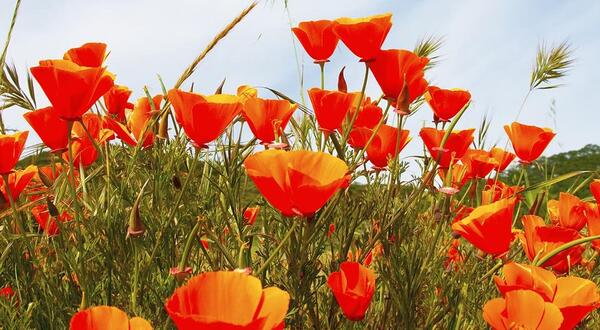 عکس گل شقایق ایسلندی