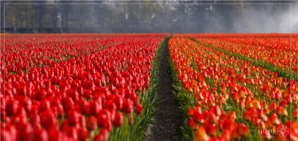 عکس گل شقایق ایسلندی