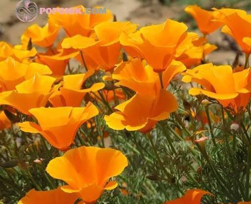 عکس گل شقایق ایسلندی
