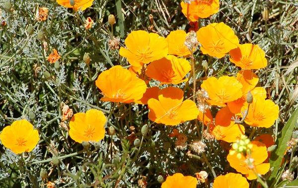 عکس گل شقایق ایسلندی