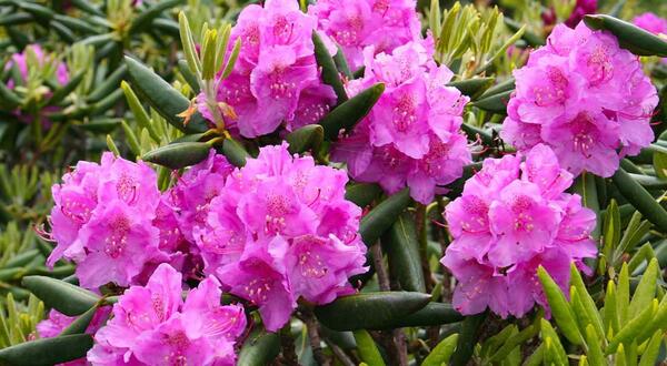 عکس گل شقایق ایسلندی