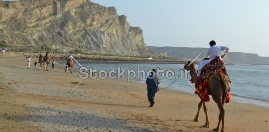 عکس شتر دریایی