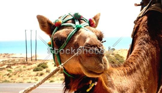 عکس شتر دریایی