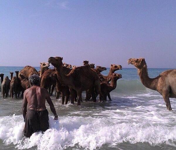 عکس شتر دریایی