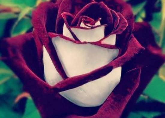 عکس قشنگ زیبا
