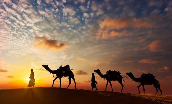 عکس شتر در بیابان
