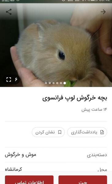 عکس خرگوش زرد