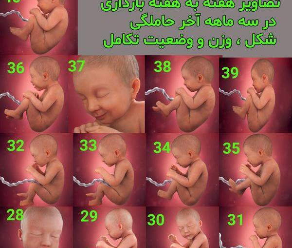 عکس جنین پسر شش ماهه