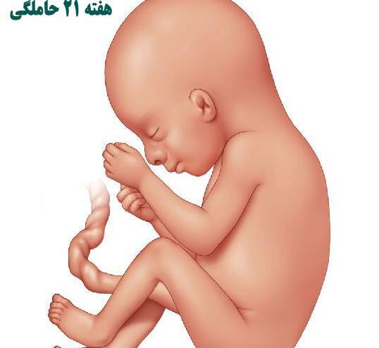 عکس جنین پسر شش ماهه