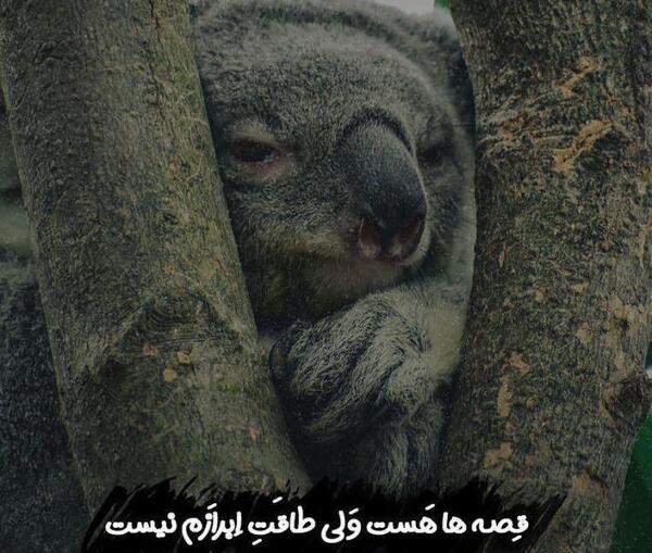 عکس نوشته قصه ها هست ولی طاقت ابرازم نیست
