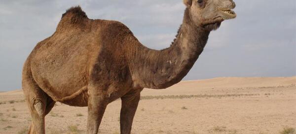 عکس شتر حضرت صالح