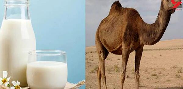 عکس شتر و آلزایمر
