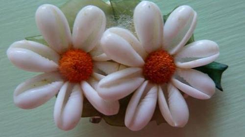 عکس گل صدف