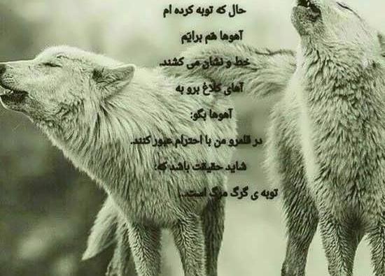 عکس گرگ گوگولی