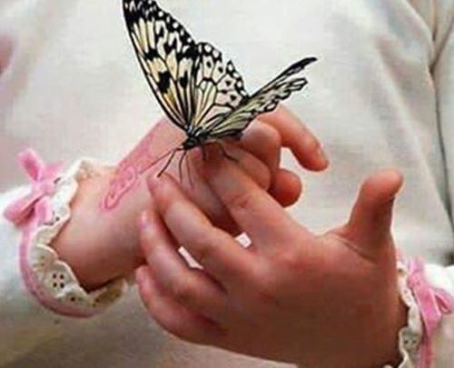 عکس پروانه لاکچری برای پروفایل