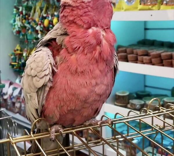 عکس طوطی صورتی