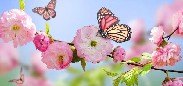 عکس منظره فصل بهار