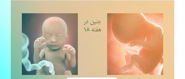 عکس سه بعدی جنین 18 هفته