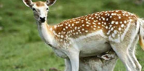 عکس حیوانات گیاه خوار