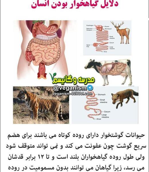 عکس حیوانات گیاه خوار