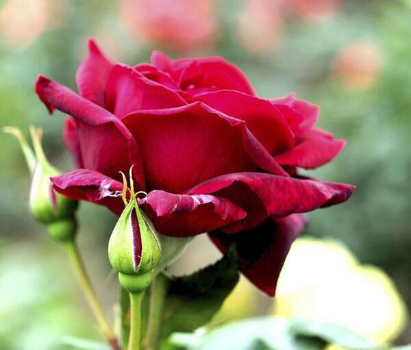 عکس گل رز واقعی