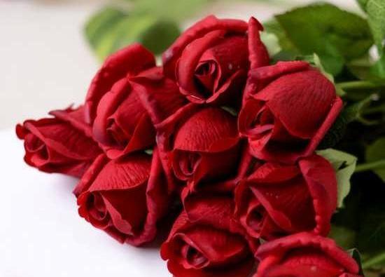 عکس گل رز واقعی