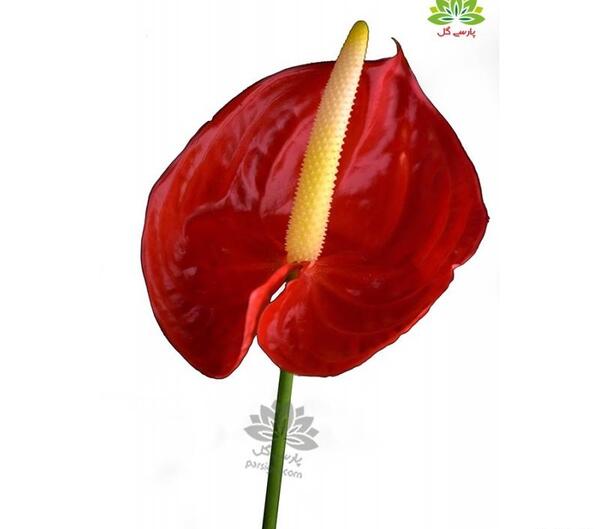 عکس گل آنتوریوم