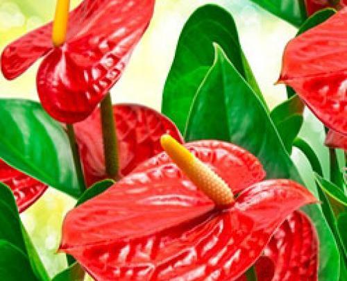 عکس گل آنتوریوم