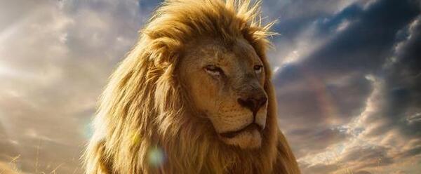 عکس زیبا شیر