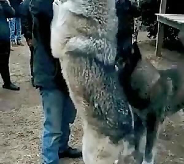 عکس گرگاس