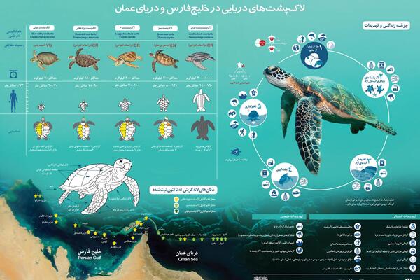 عکس چرخه زندگی لاک پشت