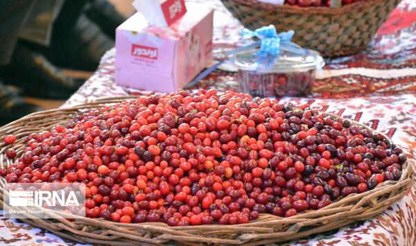 عکس زغال اخته کلیبر