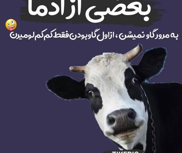 عکس گاو های خنده دار
