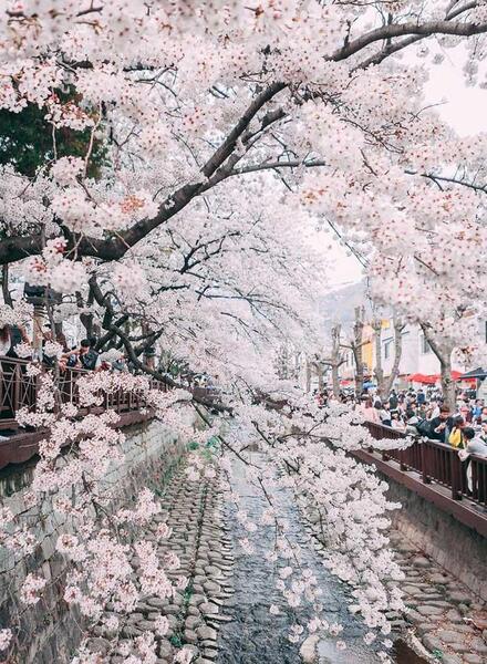 عکس شکوفه های گیلاس