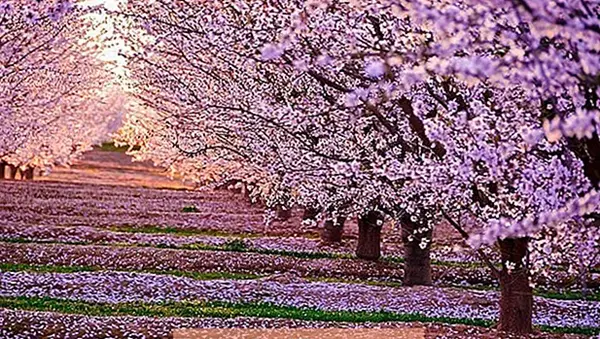عکس شکوفه های گیلاس