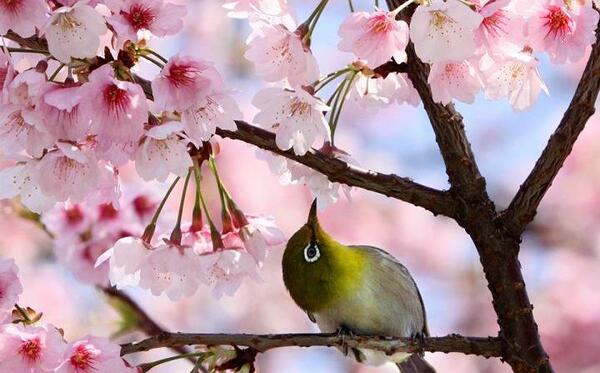 عکس شکوفه های گیلاس