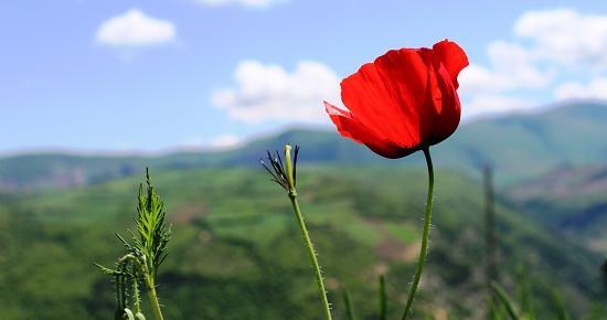 عکس گل شقایق سرخ