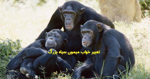 عکس میمون زشت سیاه
