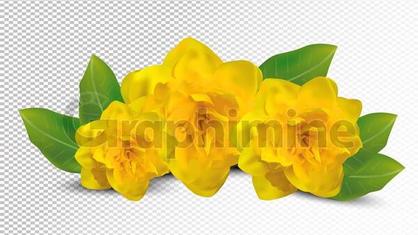 عکس گل نرگس لایه باز
