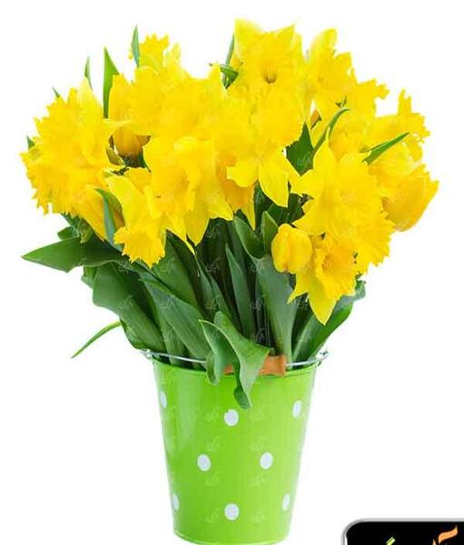 عکس گل نرگس لایه باز