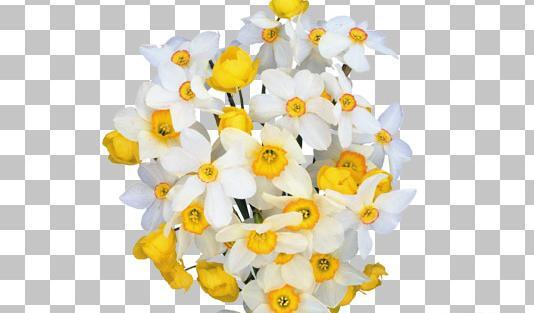 عکس گل نرگس لایه باز