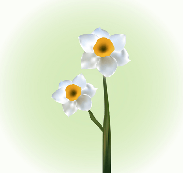 عکس گل نرگس لایه باز
