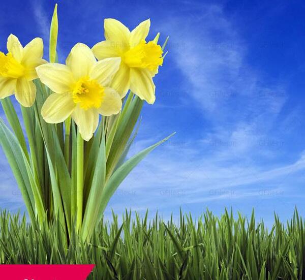 عکس گل نرگس لایه باز