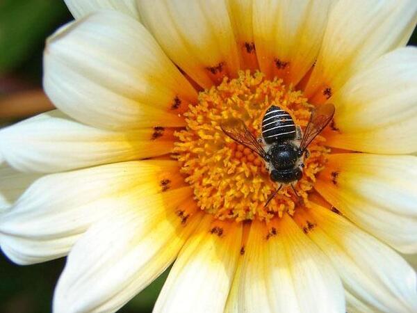زیباترین عکس نوشته عسل