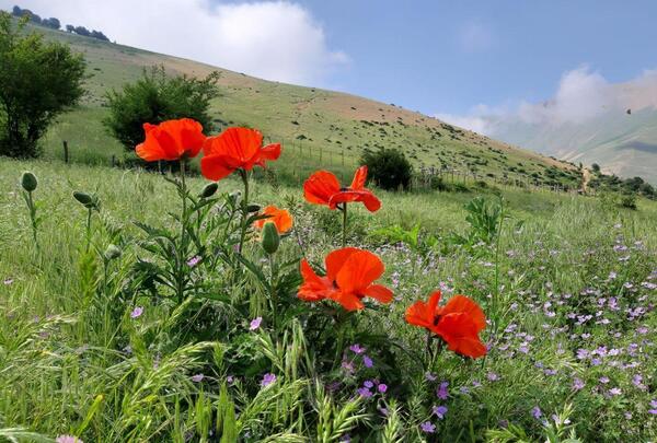 عکس طبیعت ییلاق