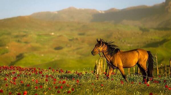 عکس طبیعت ییلاق